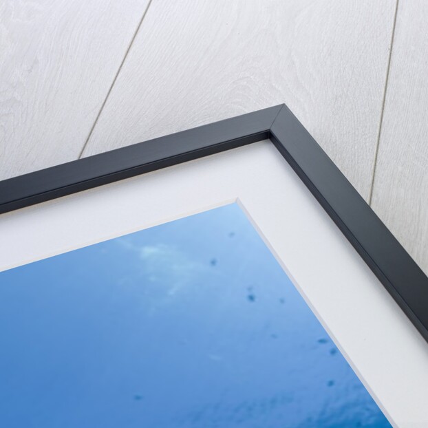 Humpback Wrasse (Cheilinus undulatus), Blue Corner, Micronesia, Palau by Anonymous