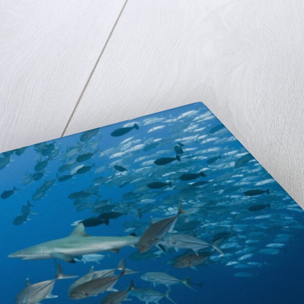 Jackfish school (Caranx by Anonymous