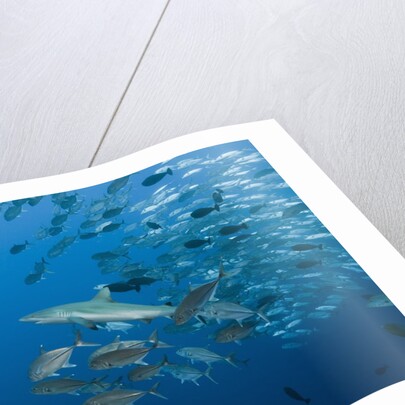 Jackfish school (Caranx by Anonymous