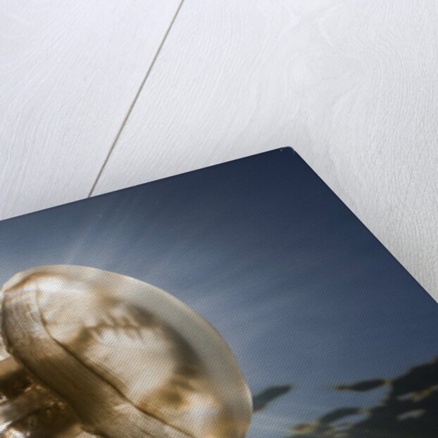 Mastigias Jellyfish in backlight (Mastigias papua etpisonii), Jellyfish Lake, Micronesia, Palau by Anonymous