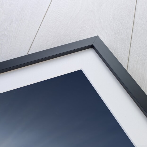 Mastigias Jellyfish in backlight (Mastigias papua etpisonii), Jellyfish Lake, Micronesia, Palau by Anonymous