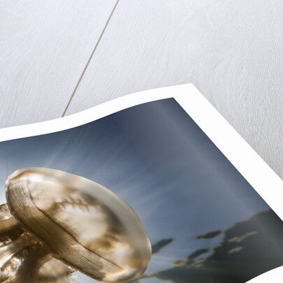 Mastigias Jellyfish in backlight (Mastigias papua etpisonii), Jellyfish Lake, Micronesia, Palau by Anonymous