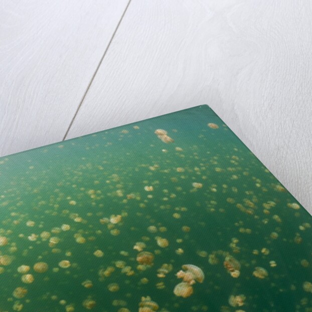 Mastigias Jellyfish (Mastigias papua etpisonii) in Jellyfish Lake, Micronesia, Palau by Anonymous
