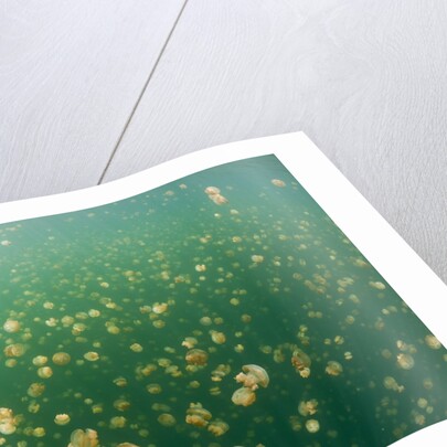 Mastigias Jellyfish (Mastigias papua etpisonii) in Jellyfish Lake, Micronesia, Palau by Anonymous