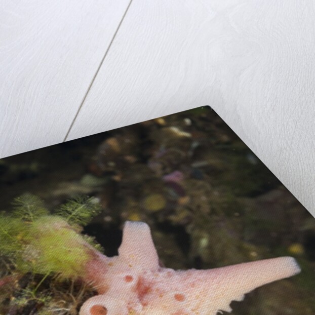 Sponge in Jellyfish Lake, Micronesia, Palau by Anonymous
