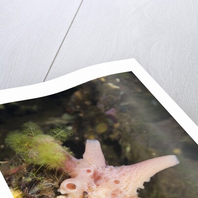 Sponge in Jellyfish Lake, Micronesia, Palau by Anonymous