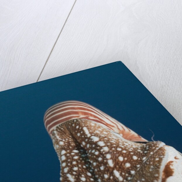 Chambered Nautilus (Nautilus belauensis), Micronesia, Palau by Anonymous