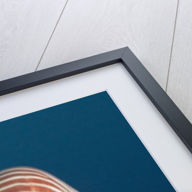 Chambered Nautilus (Nautilus belauensis), Micronesia, Palau by Anonymous