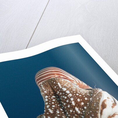 Chambered Nautilus (Nautilus belauensis), Micronesia, Palau by Anonymous