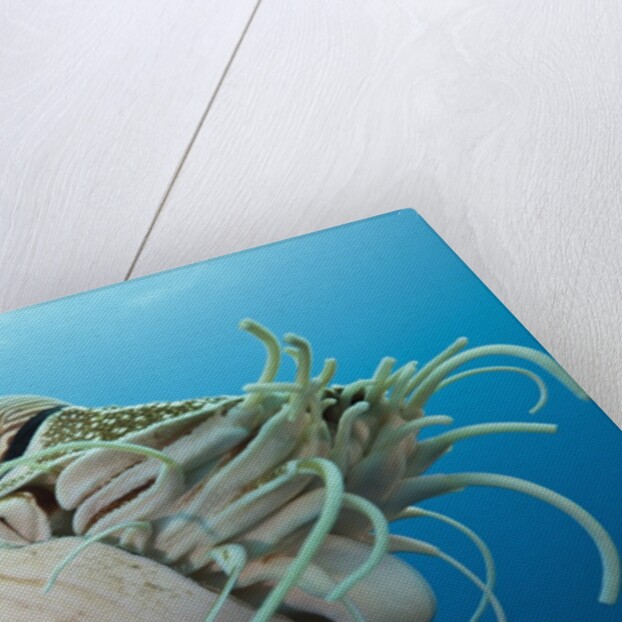 Chambered Nautilus (Nautilus belauensis), Micronesia, Palau by Anonymous