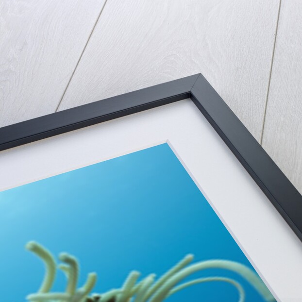 Chambered Nautilus (Nautilus belauensis), Micronesia, Palau by Anonymous
