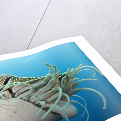 Chambered Nautilus (Nautilus belauensis), Micronesia, Palau by Anonymous