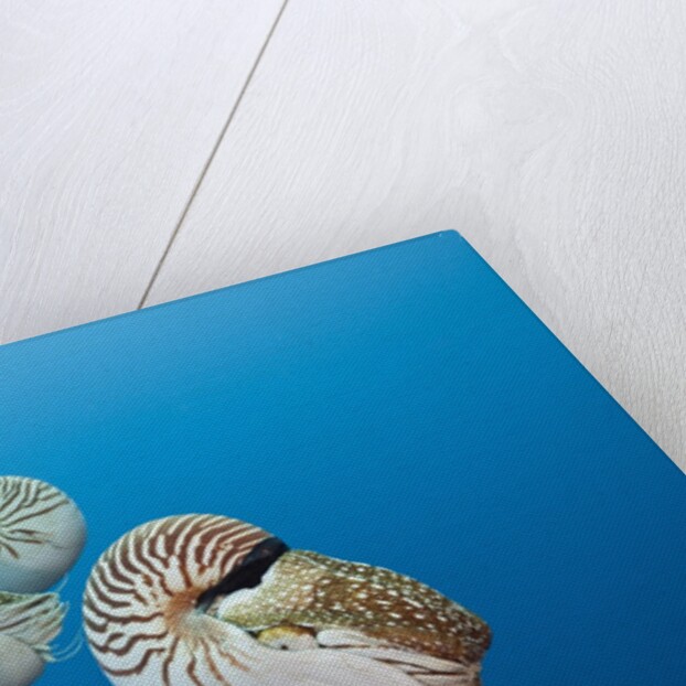 Group of Chambered Nautilus (Nautilus belauensis), Micronesia, Palau by Anonymous