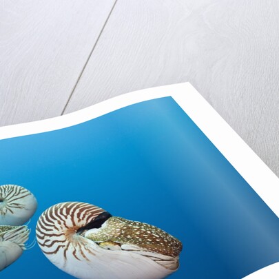 Group of Chambered Nautilus (Nautilus belauensis), Micronesia, Palau by Anonymous