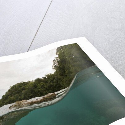 Saltwater Crocodile swimming with its head just above the surface (Crocodylus porosus) by Anonymous