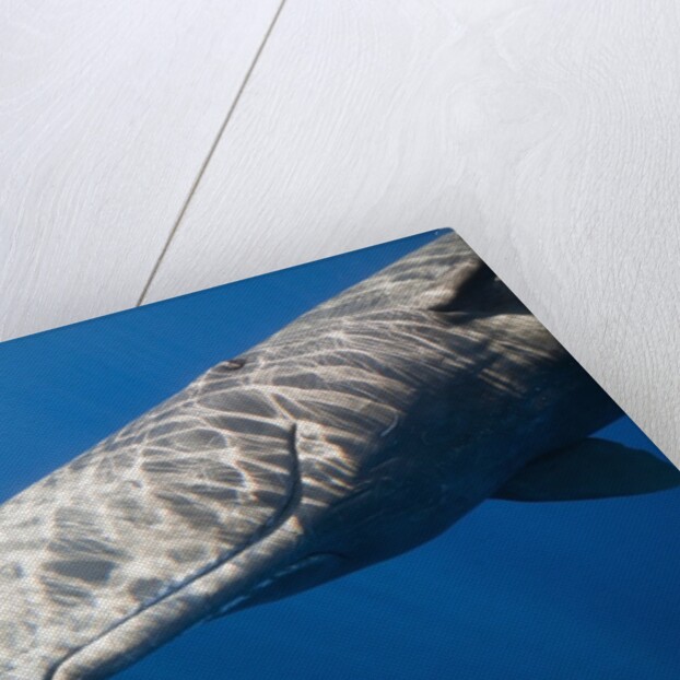 Sperm Whale head (Physeter catodon), Caribbean, Dominica by Anonymous