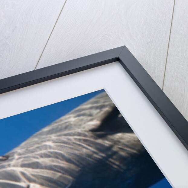 Sperm Whale head (Physeter catodon), Caribbean, Dominica by Anonymous