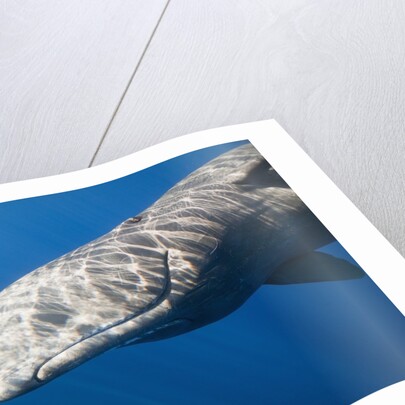 Sperm Whale head (Physeter catodon), Caribbean, Dominica by Anonymous