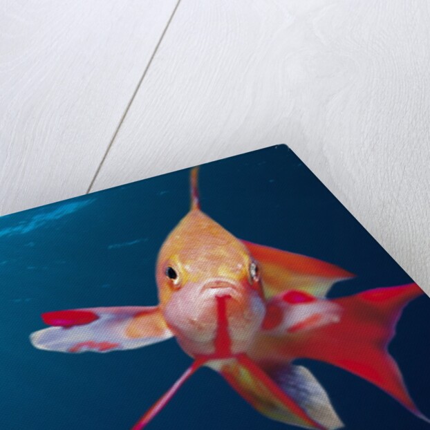 Lytretail Fairy Basslet (Pseudanthias squamipinnis) Marsa Alam, Red Sea, Egypt by Anonymous