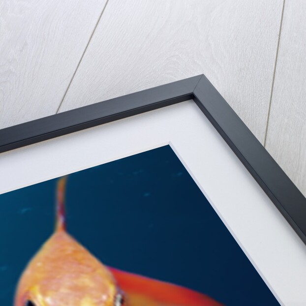 Lytretail Fairy Basslet (Pseudanthias squamipinnis) Marsa Alam, Red Sea, Egypt by Anonymous