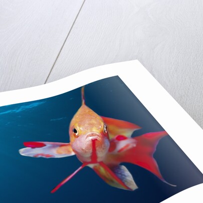 Lytretail Fairy Basslet (Pseudanthias squamipinnis) Marsa Alam, Red Sea, Egypt by Anonymous