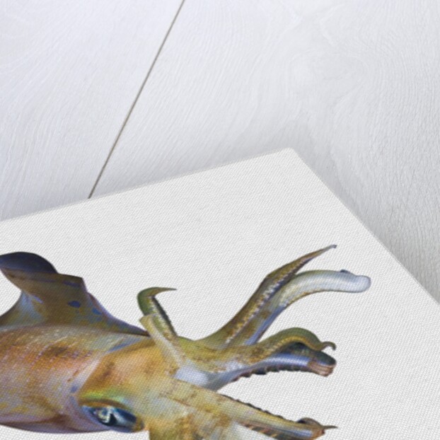 Bigfin Reef Squid (Sepioteuthis lessoniana) by Anonymous