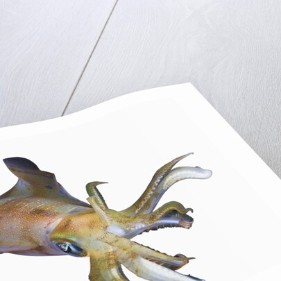 Bigfin Reef Squid (Sepioteuthis lessoniana) by Anonymous