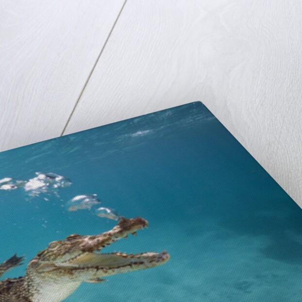 Saltwater Crocodile (Crocodylus porosus), Queensland, Australia by Anonymous