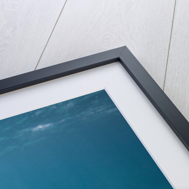 Saltwater Crocodile (Crocodylus porosus), Queensland, Australia by Anonymous