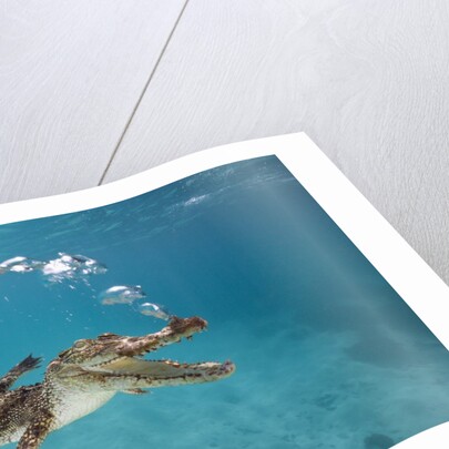 Saltwater Crocodile (Crocodylus porosus), Queensland, Australia by Anonymous