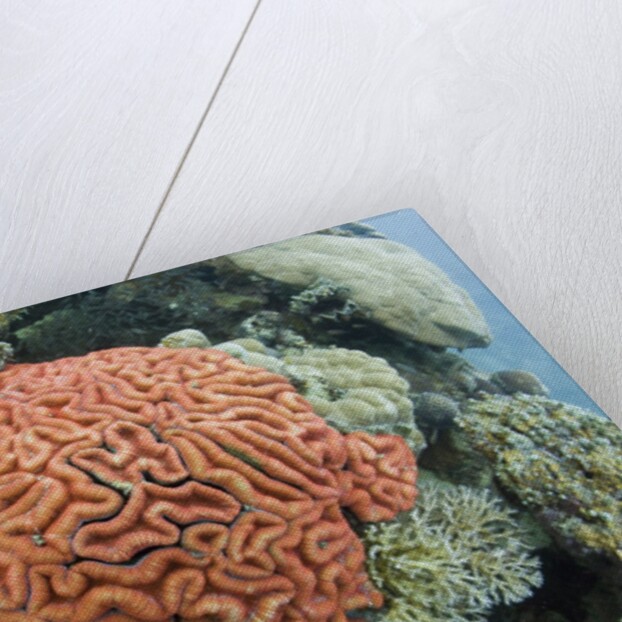 Fluorescence of a Brain Coral in daylight, Micronesia, Palau by Anonymous