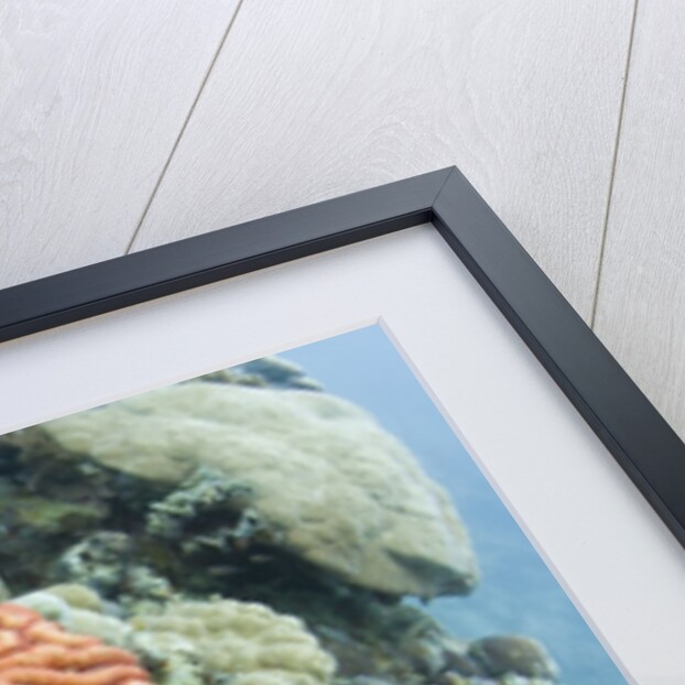 Fluorescence of a Brain Coral in daylight, Micronesia, Palau by Anonymous