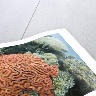 Fluorescence of a Brain Coral in daylight, Micronesia, Palau by Anonymous