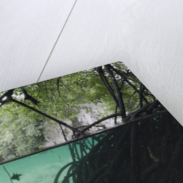 Mangroves trees above and underwater by Anonymous