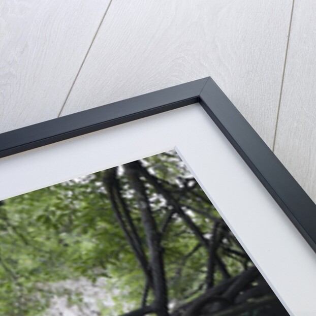 Mangroves trees above and underwater by Anonymous