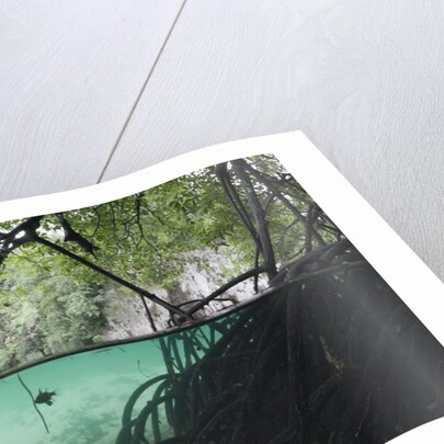 Mangroves trees above and underwater by Anonymous