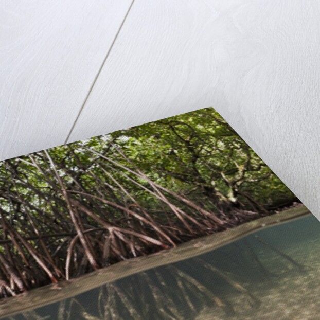 Split image of Mangroves and their extensive prop roots, Risong Bay, Micronesia, Palau by Anonymous