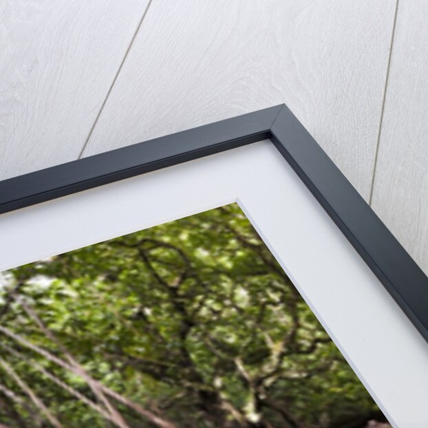 Split image of Mangroves and their extensive prop roots, Risong Bay, Micronesia, Palau by Anonymous