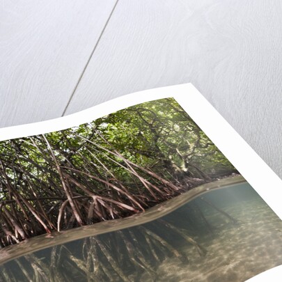 Split image of Mangroves and their extensive prop roots, Risong Bay, Micronesia, Palau by Anonymous