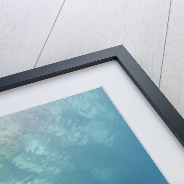 Coral reef in Risong Bay, Micronesia, Palau by Anonymous