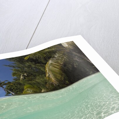 Lagoon and Palm-lined Beach, Micronesia, Palau by Anonymous