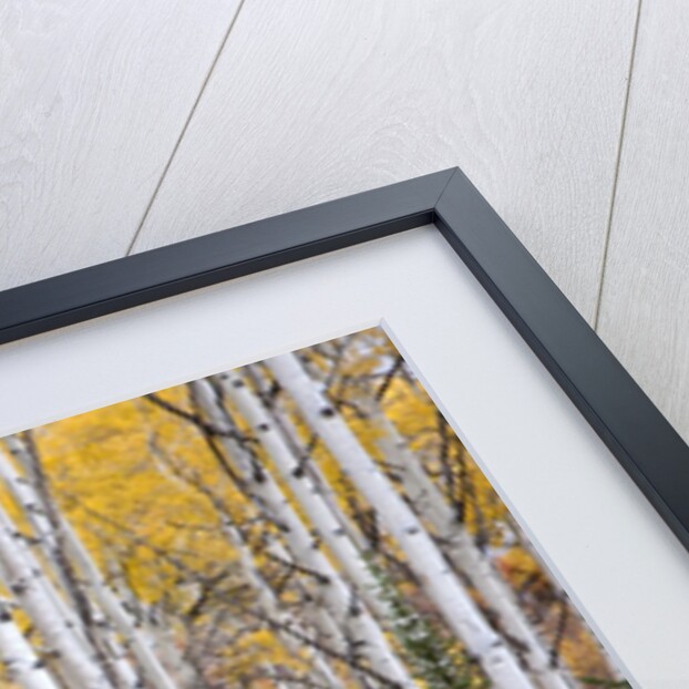 Colorful aspen trees. Thorpe Mountain, Colorado by Anonymous
