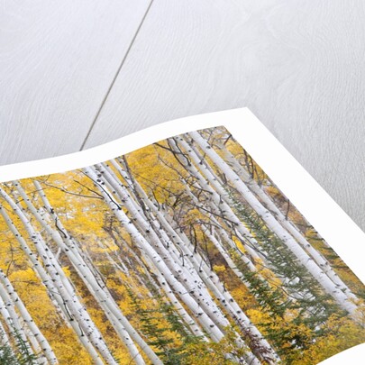 Colorful aspen trees. Thorpe Mountain, Colorado by Anonymous
