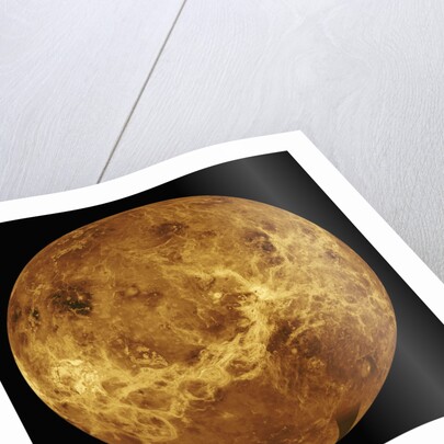 Venus by Anonymous