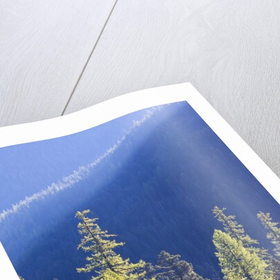 Backlit Western larch trees in Mount Rainier National Park by Anonymous