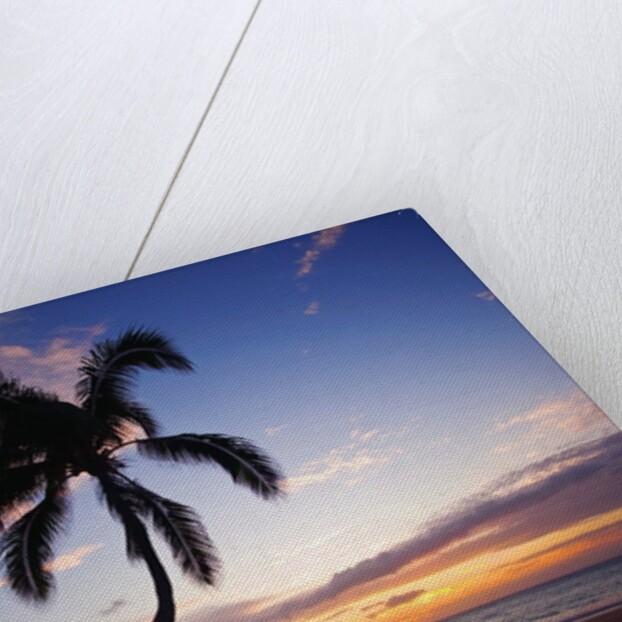 Coconut palm silhouetted at sunset at Kamaole Beach Park in Hawaii by Anonymous