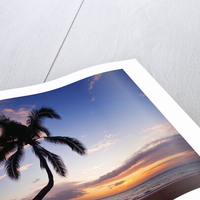 Coconut palm silhouetted at sunset at Kamaole Beach Park in Hawaii by Anonymous
