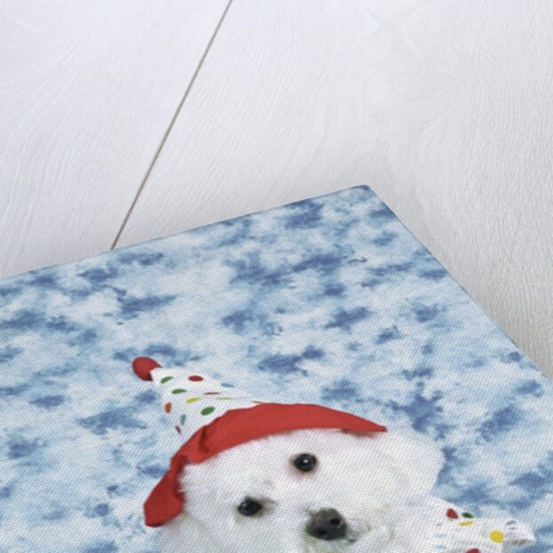 White poodle puppy wearing clown costume by Anonymous
