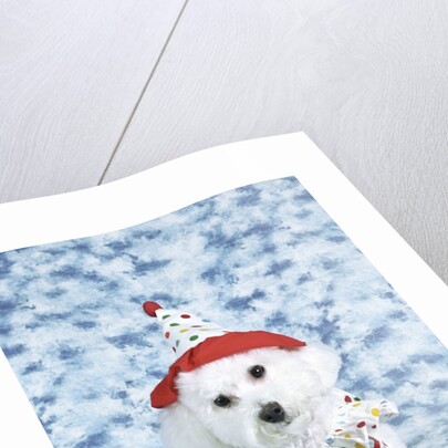White poodle puppy wearing clown costume by Anonymous