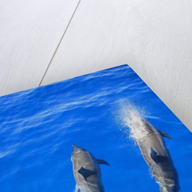 Two spinner dolphin off Manele Bay at Lanai in Hawaii by Anonymous
